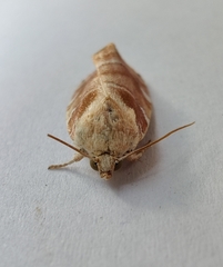 Cosmia diffinis