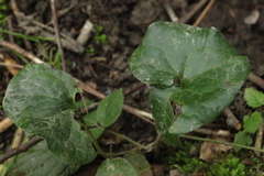 Asarum caucasicum