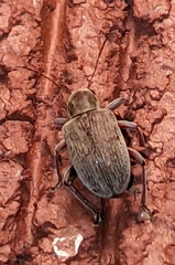 Neofidia lurida