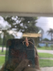 Burtinus notatipennis