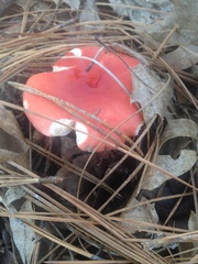 Russula silvicola