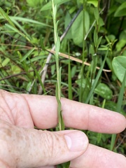 Solidago gracillima