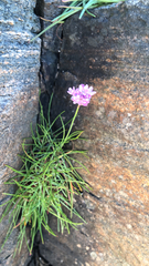 Armeria maritima