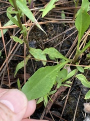 Solidago gracillima