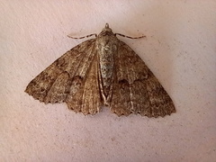Ascotis fortunata