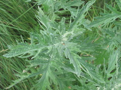 Jacobaea grandidentata