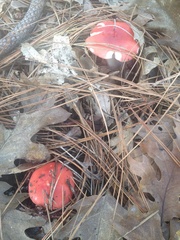 Russula silvicola