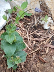Monarda bradburiana