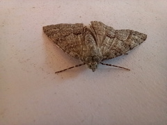 Ascotis fortunata