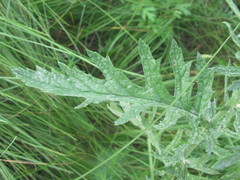 Jacobaea grandidentata