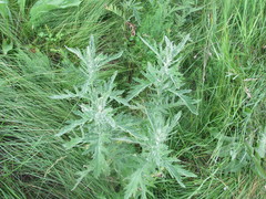 Jacobaea grandidentata