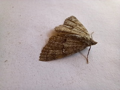 Ascotis fortunata
