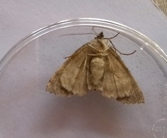 Ascotis fortunata