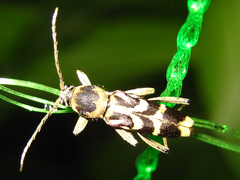 Chlorophorus latofasciatus