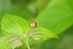 Aspidimorpha sanctaecrucis