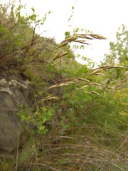 Helictotrichon desertorum