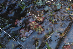 Drosera trinervia