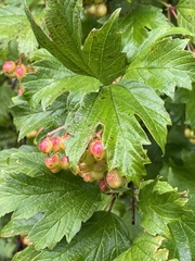 Viburnum opulus