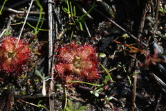 Drosera trinervia