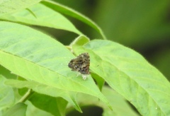 Catapaecilma major