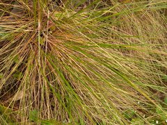 Helictotrichon desertorum