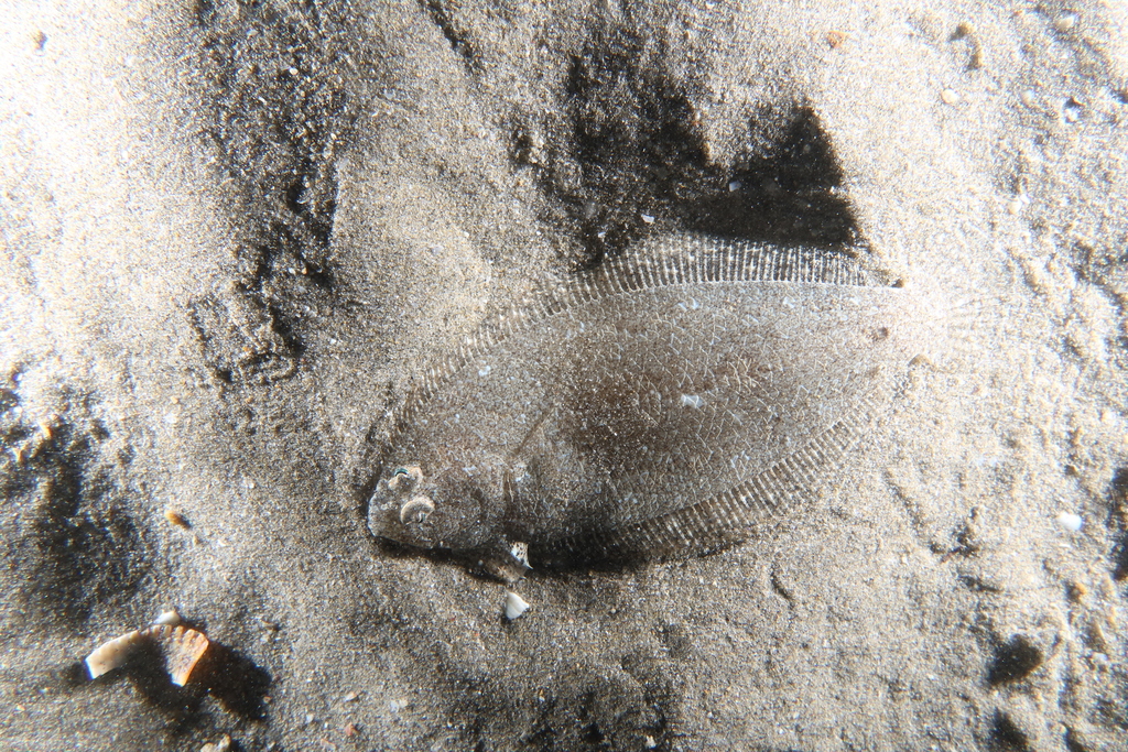 Mediterranean Scaldfish