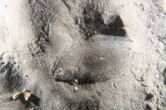 Arnoglossus laterna