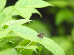 Catapaecilma major