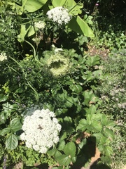 Daucus carota