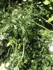 Daucus carota
