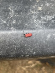 Pyropterus nigroruber