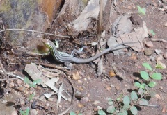 Cnemidophorus gaigei