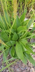 Plantago eriopoda