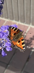 Aglais urticae