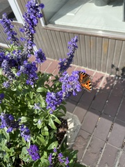 Aglais urticae