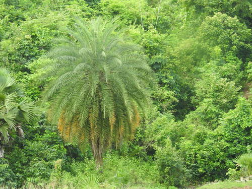 Phoenix sylvestris