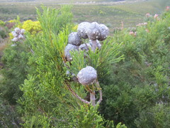 Widdringtonia nodiflora