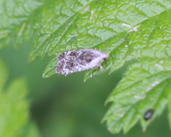 Agonopterix hypericella
