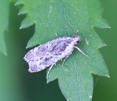 Agonopterix hypericella