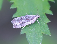 Agonopterix hypericella