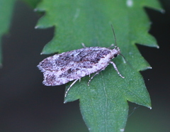 Agonopterix hypericella