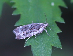 Agonopterix hypericella