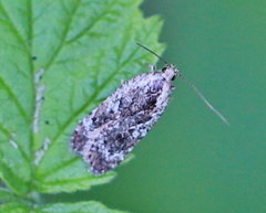 Agonopterix hypericella