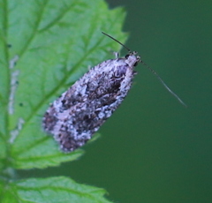 Agonopterix hypericella