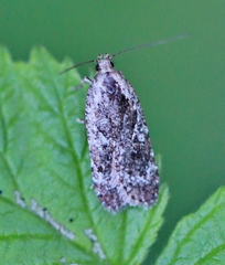 Agonopterix hypericella