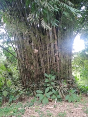 Bambuseae