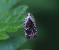 Agonopterix hypericella