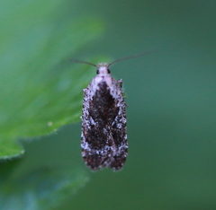 Agonopterix hypericella