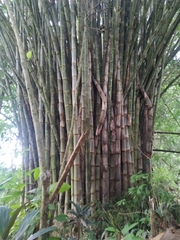 Bambuseae