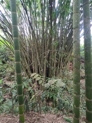Bambuseae